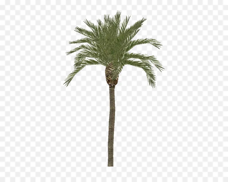пальмы，Дерево PNG