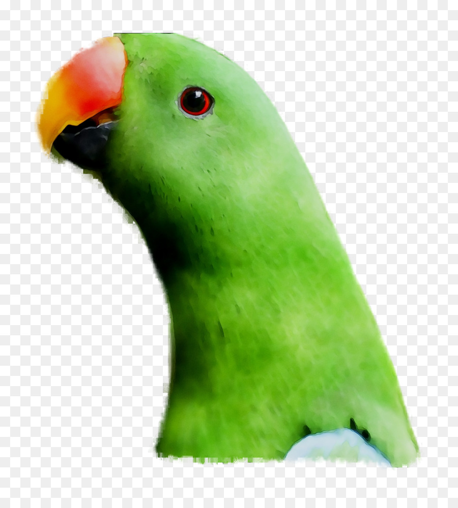 Неразлучник，Parakeet PNG