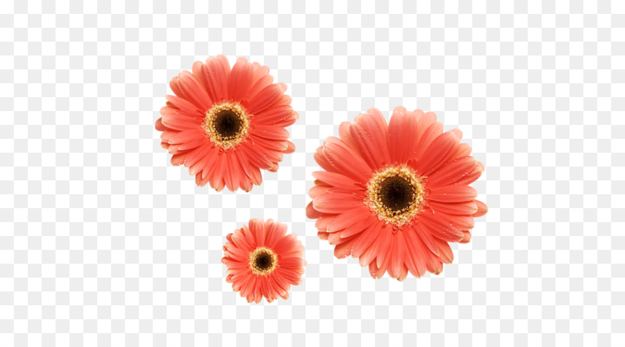 цветок，Обои Для Рабочего Стола PNG