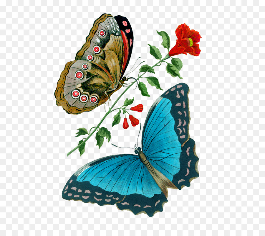 Бабочка，Brushfooted бабочки PNG