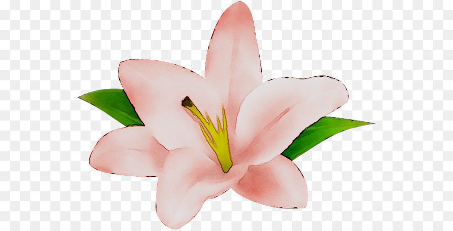срезанные цветы，розовый M PNG