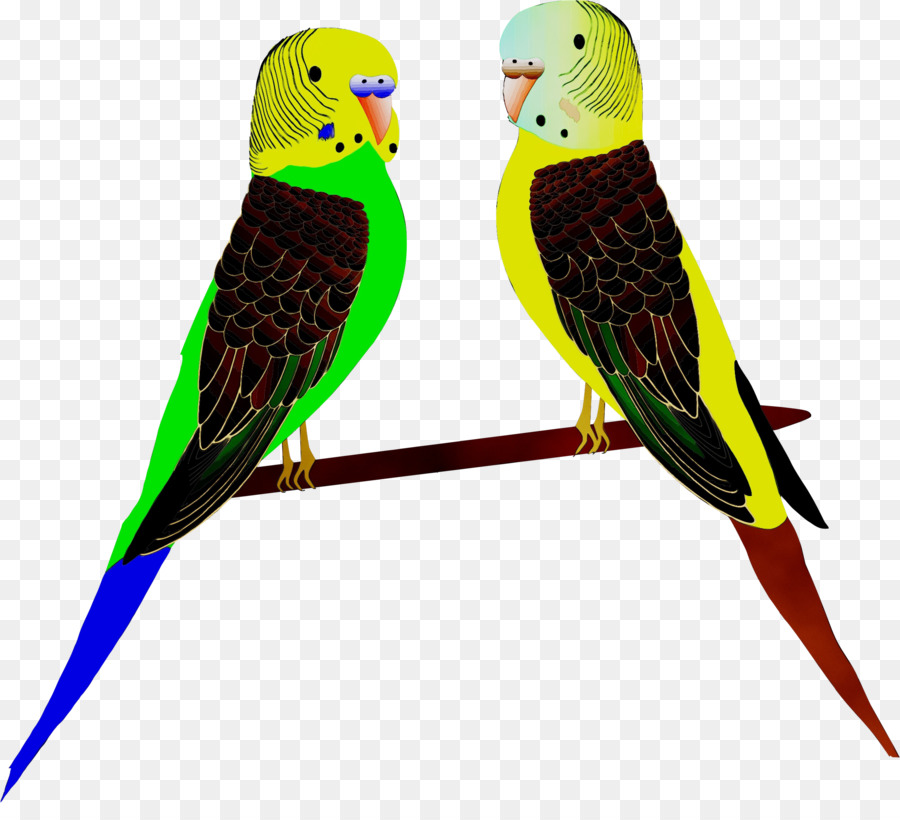 Ара，Parakeet PNG