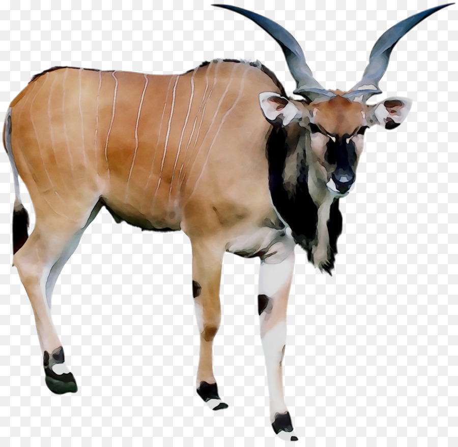 антилопа，Крупный рогатый скот PNG