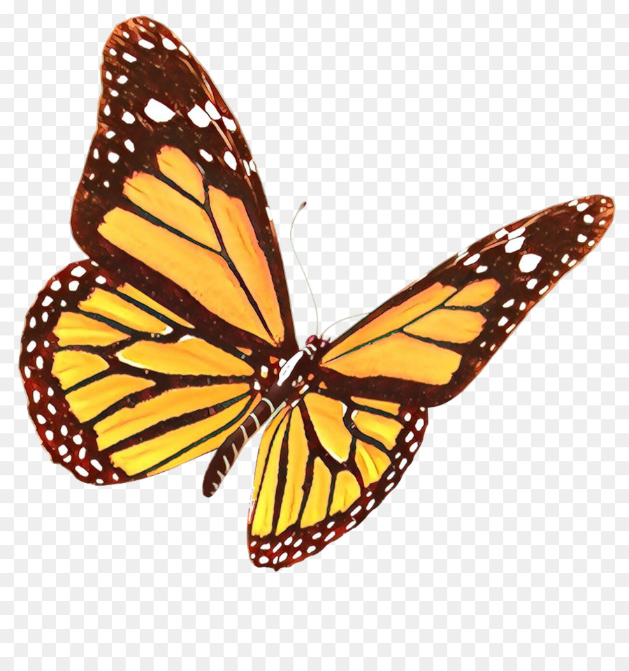 Бабочка Монарх Баттерфляй