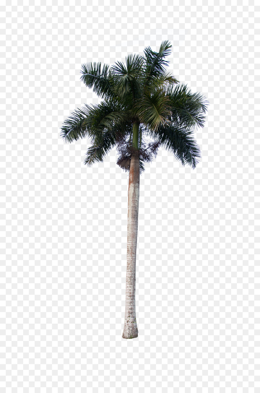 Азиатская Пальмира Палм，кокос PNG