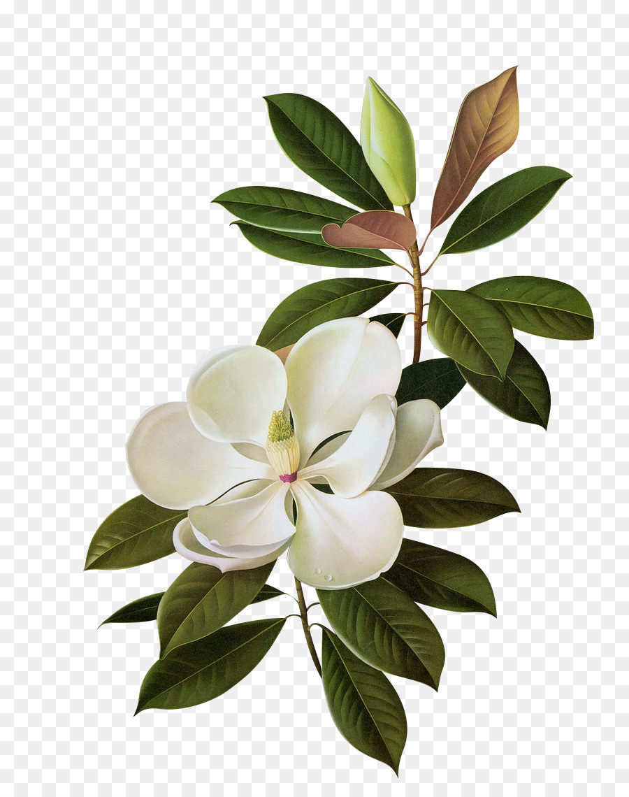 Южная Магнолия，цветок PNG