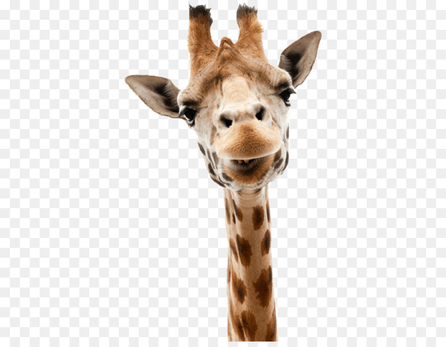 Жираф，Стоковая фотография PNG