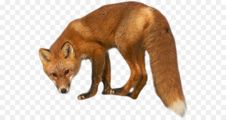 Красная лиса，Красный волк PNG