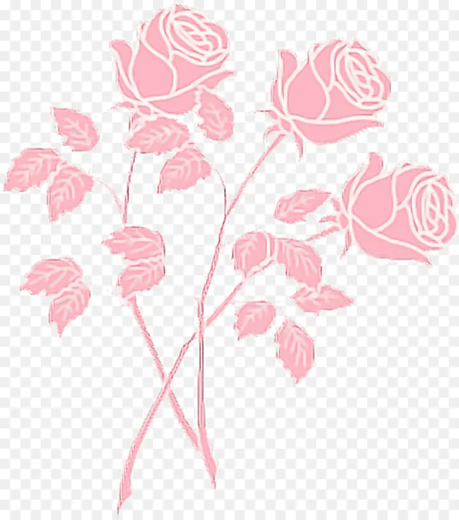 Роза，розовый PNG
