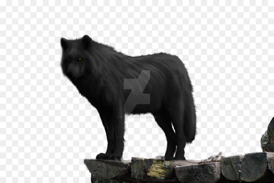 Собака，Черный волк PNG