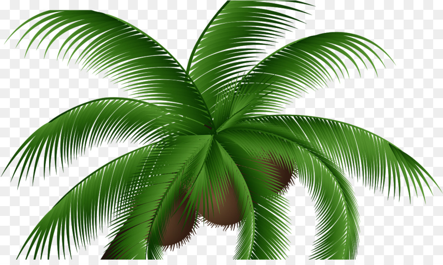 Кокосовое，пальмы PNG