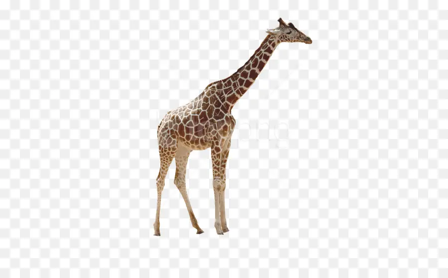 Северный жираф，Сетчатый жираф PNG