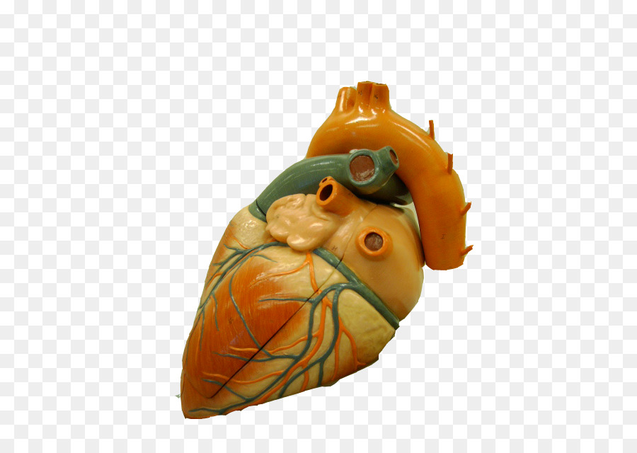 восходящей аорты，сердце PNG