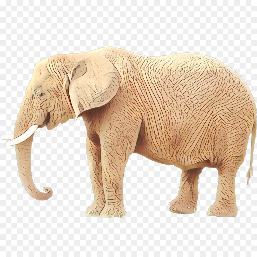 африканский слон，индийский слон PNG