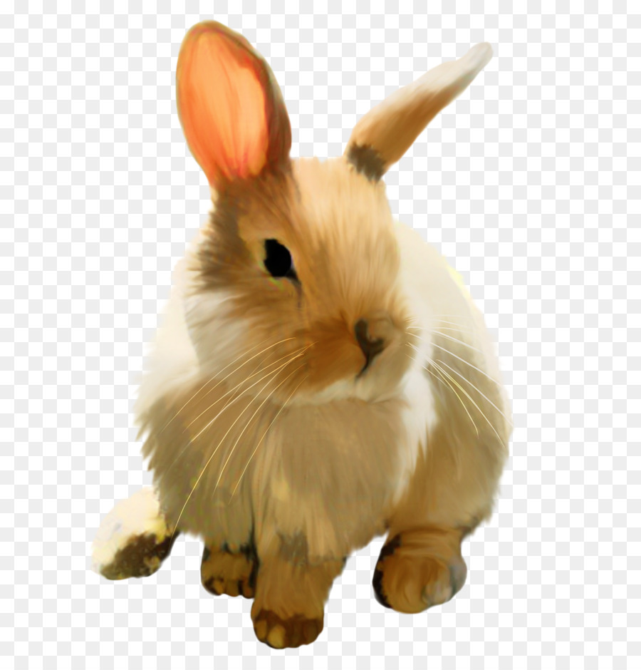 Кролик на белом фоне