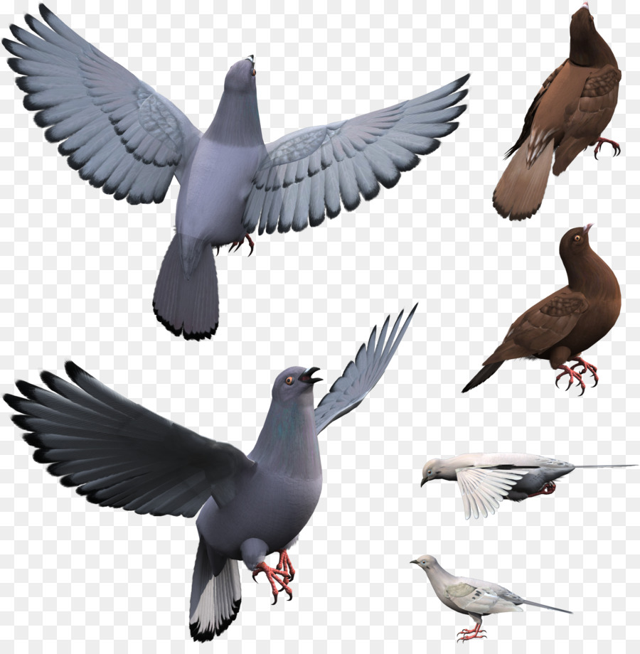 голуби и горлицы，Клинтух PNG
