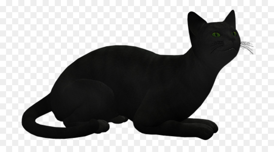 Черная кошка，кошачий PNG