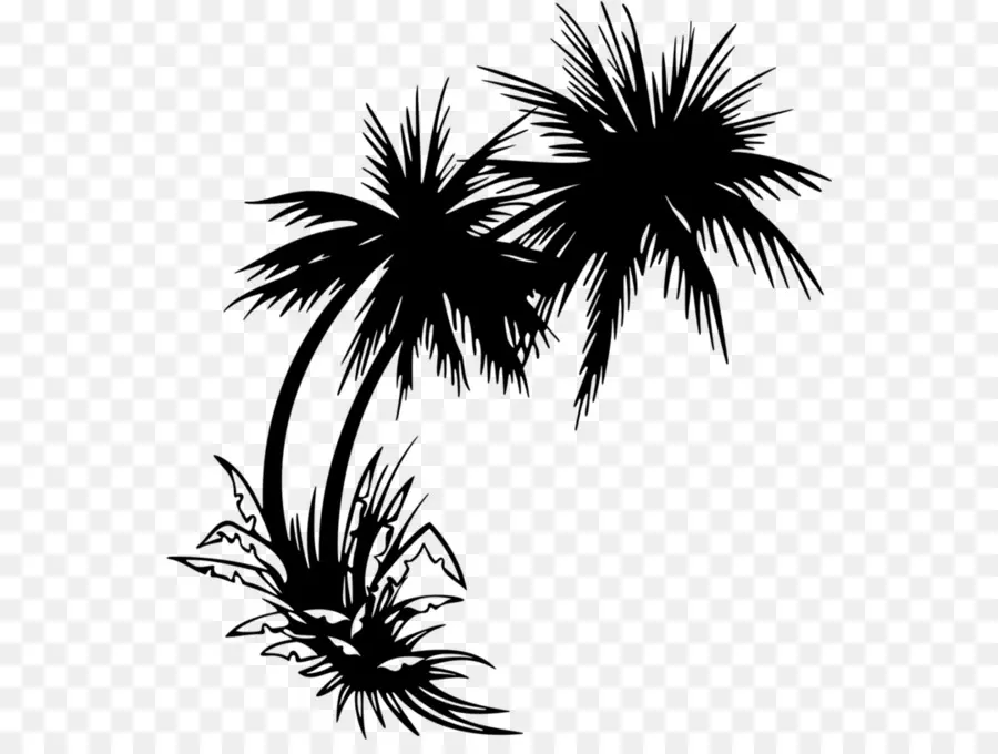 пальмы，Дерево PNG