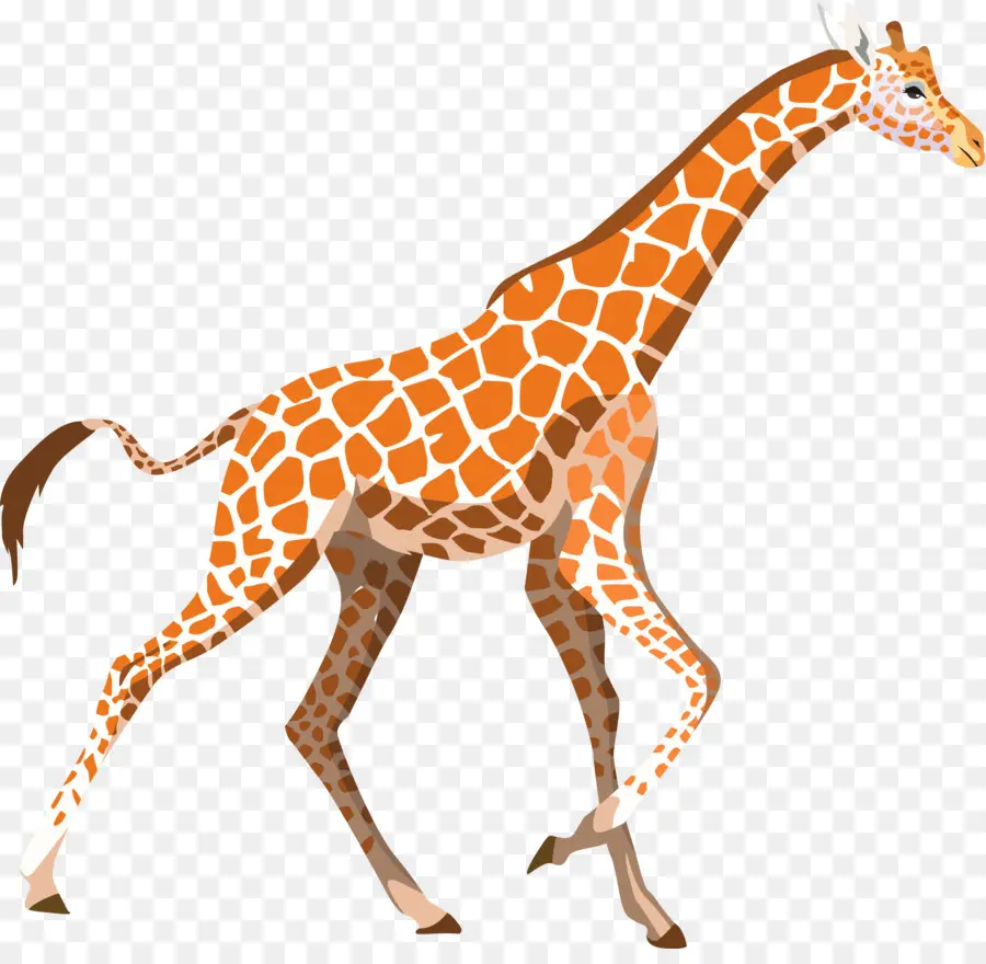 Северный жираф，привлекательная женщина PNG