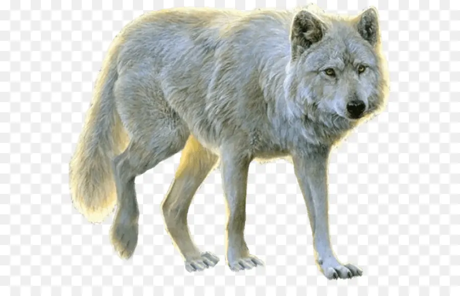 Арктический волк，Aniu PNG