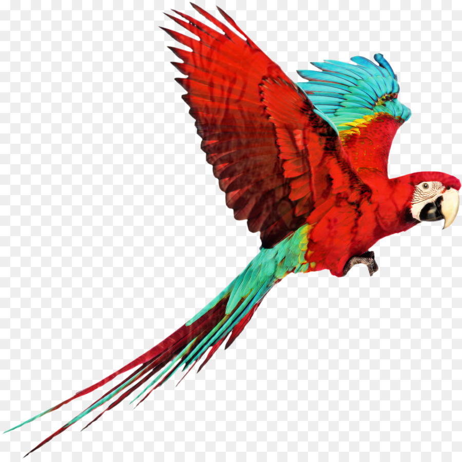 Волнистый попугайчик，Попугай PNG