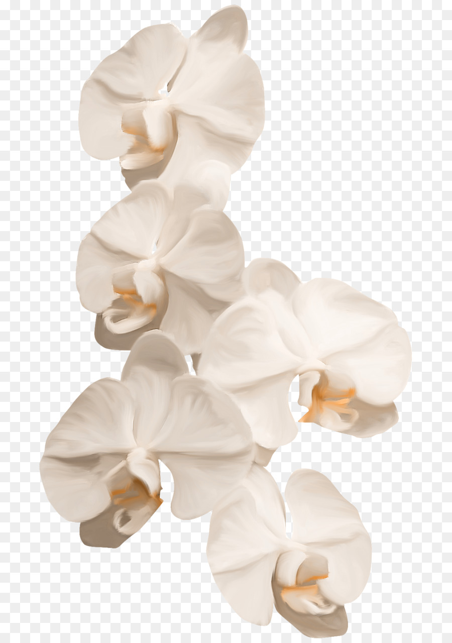 Орхидеи，цветок PNG
