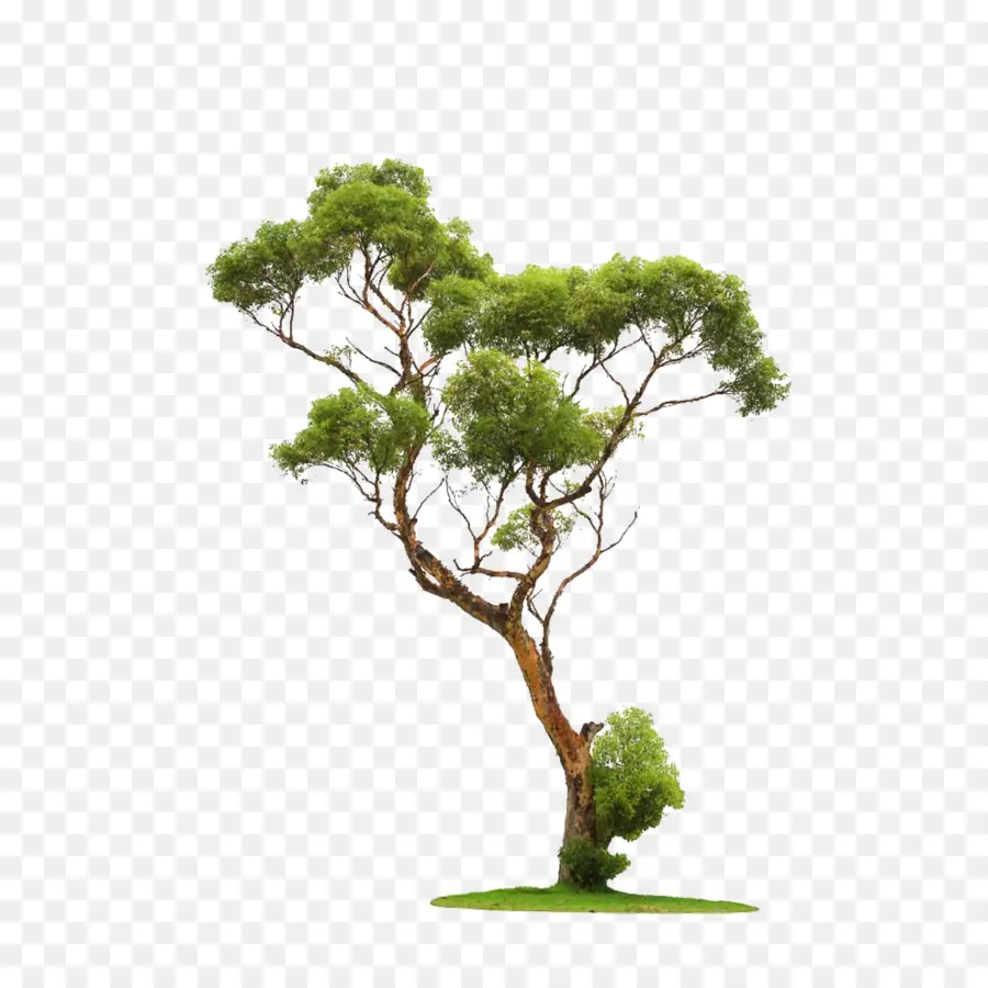 Дерево，Архитектура PNG