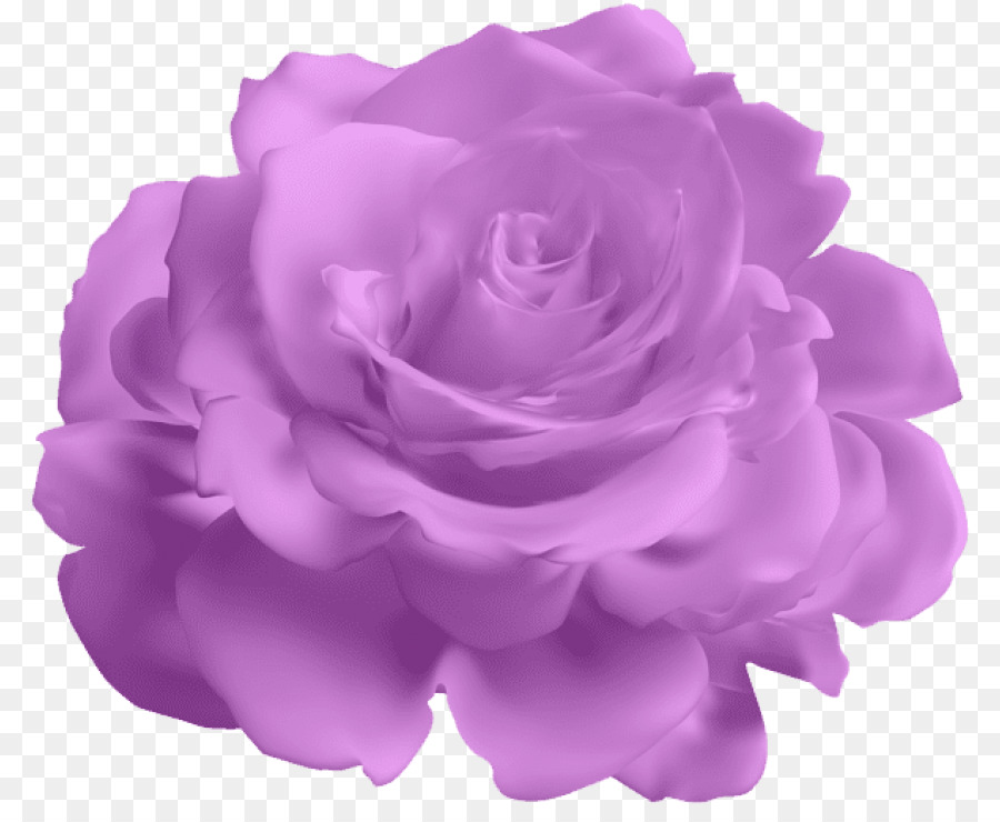 Сад роз，фиолетовый PNG