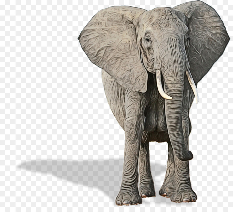 индийский слон，Слон PNG