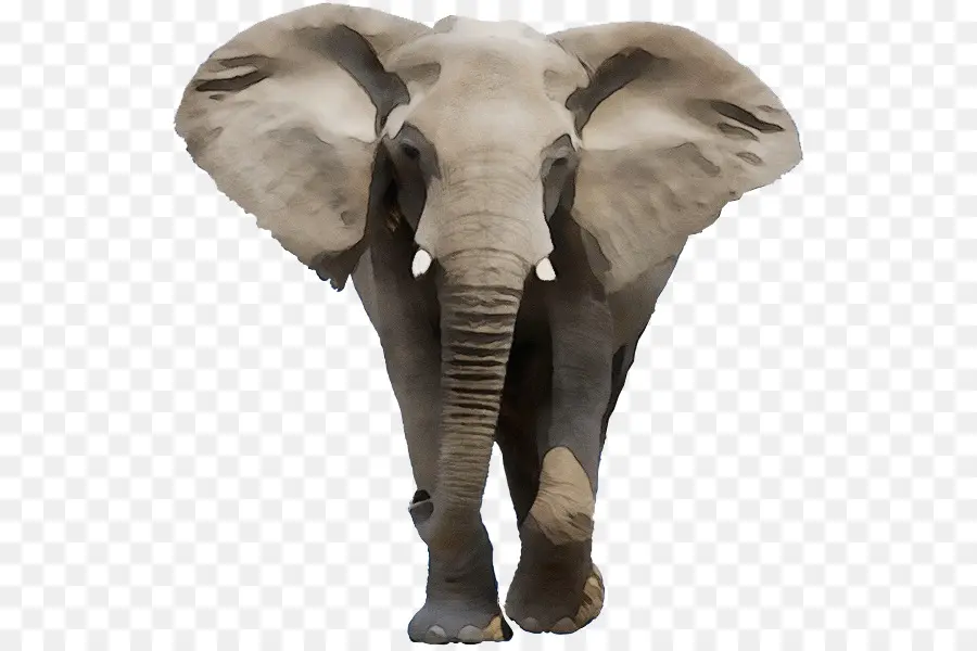 индийский слон，Африканский слон Буша PNG
