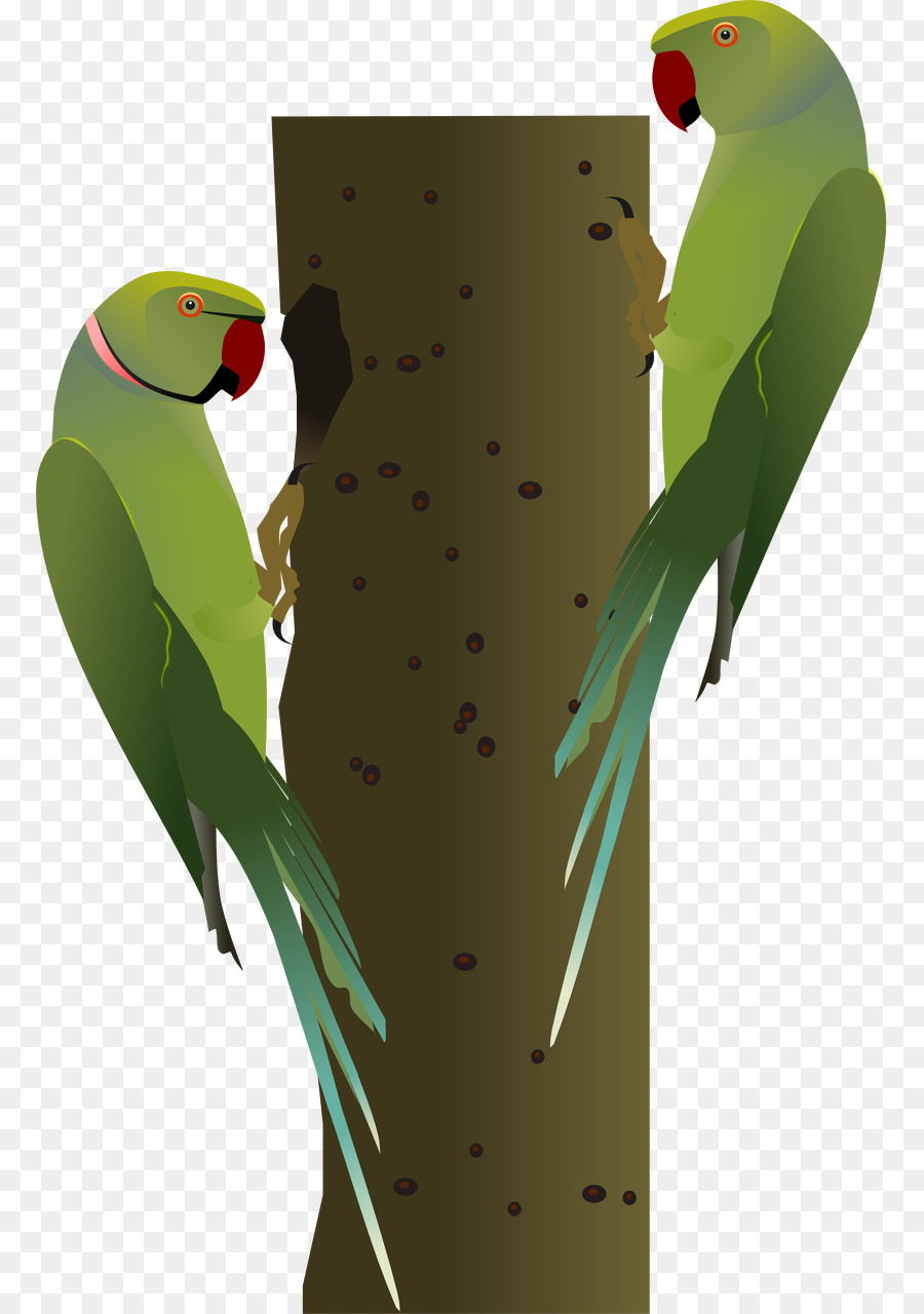 Волнистый попугайчик，Попугай PNG
