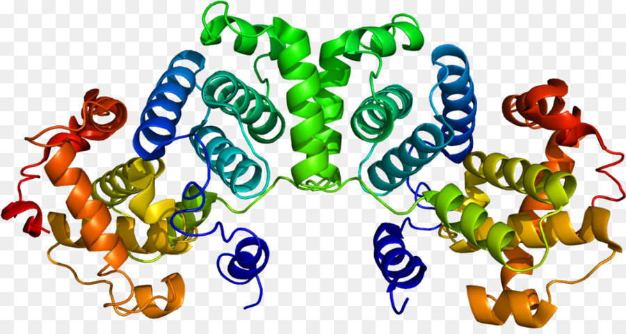 Структура белка，молекула PNG