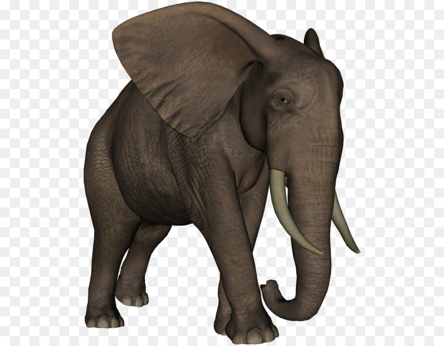 Африканский слон Буша，индийский слон PNG