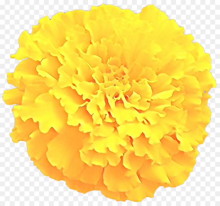 Торан，цветок PNG