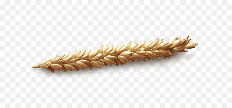 Пшеницы，Хлопья PNG