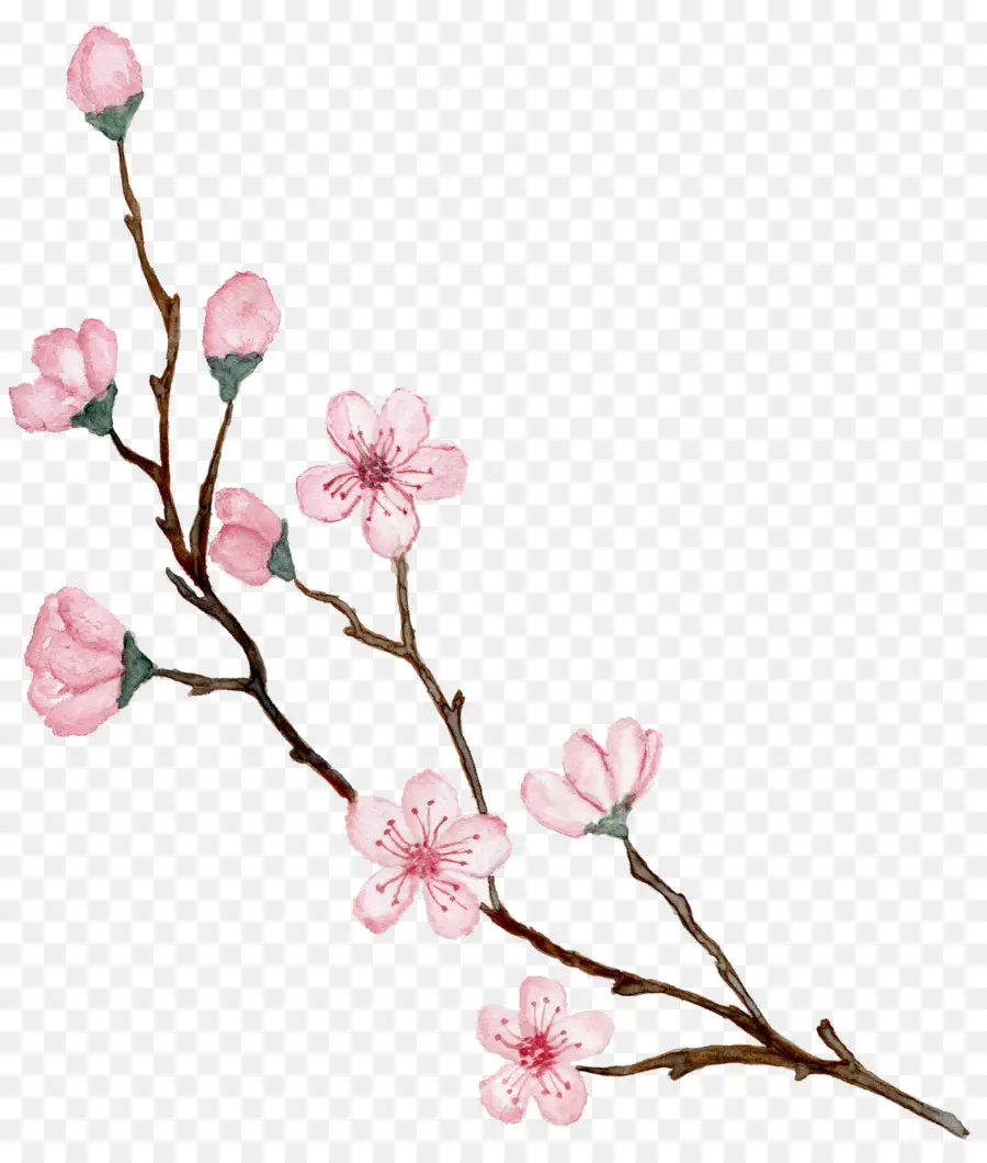 вишни，цветение PNG