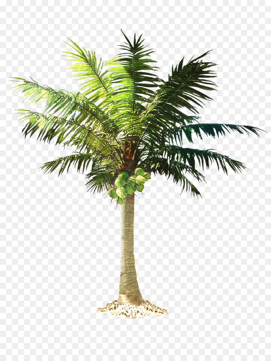 пальмы，Калифорния Палм PNG