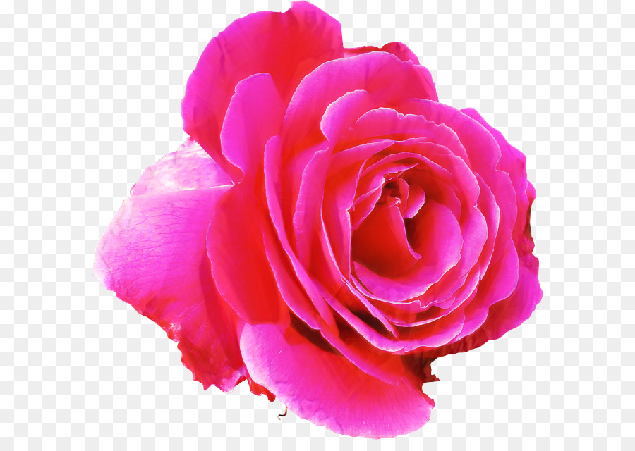 Роза，цветок PNG