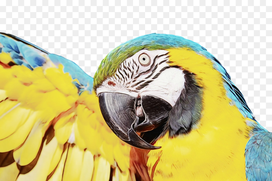 Попугай，Птица PNG