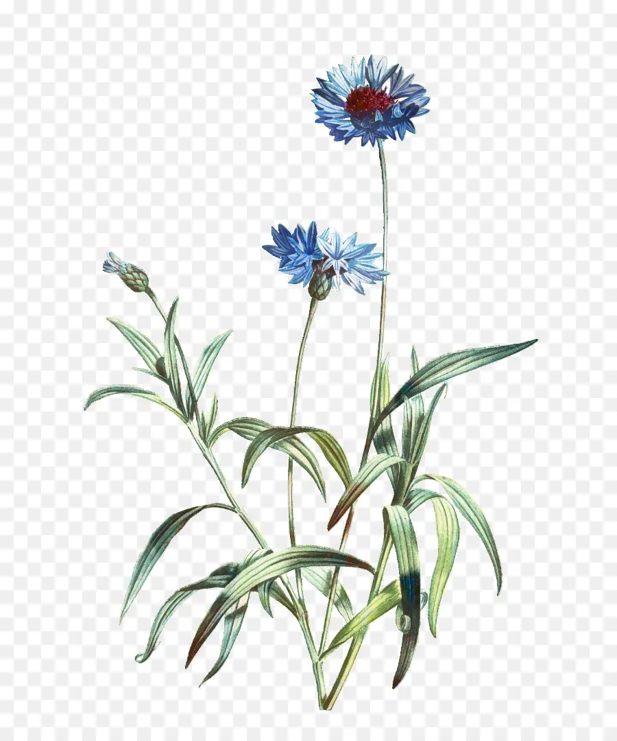 цветок，Ботаническая иллюстрация PNG