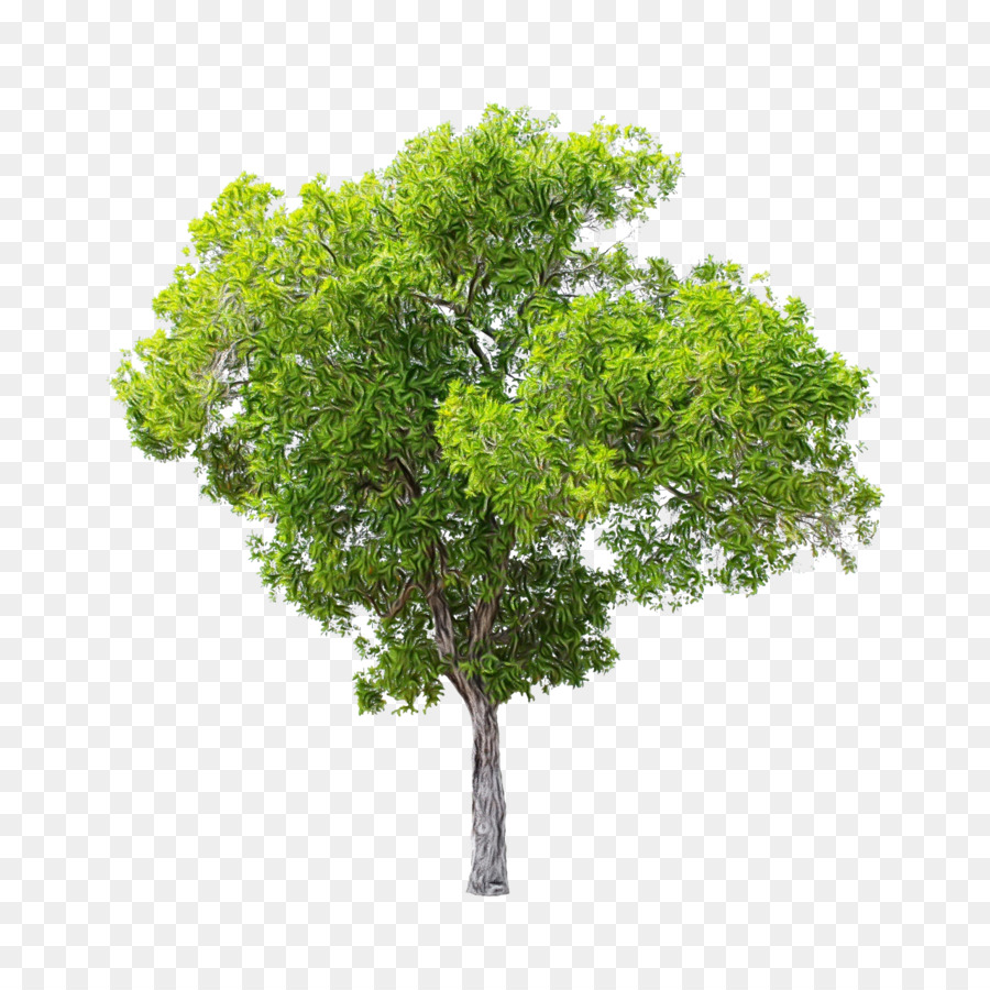 Дерево，Стоковая фотография PNG