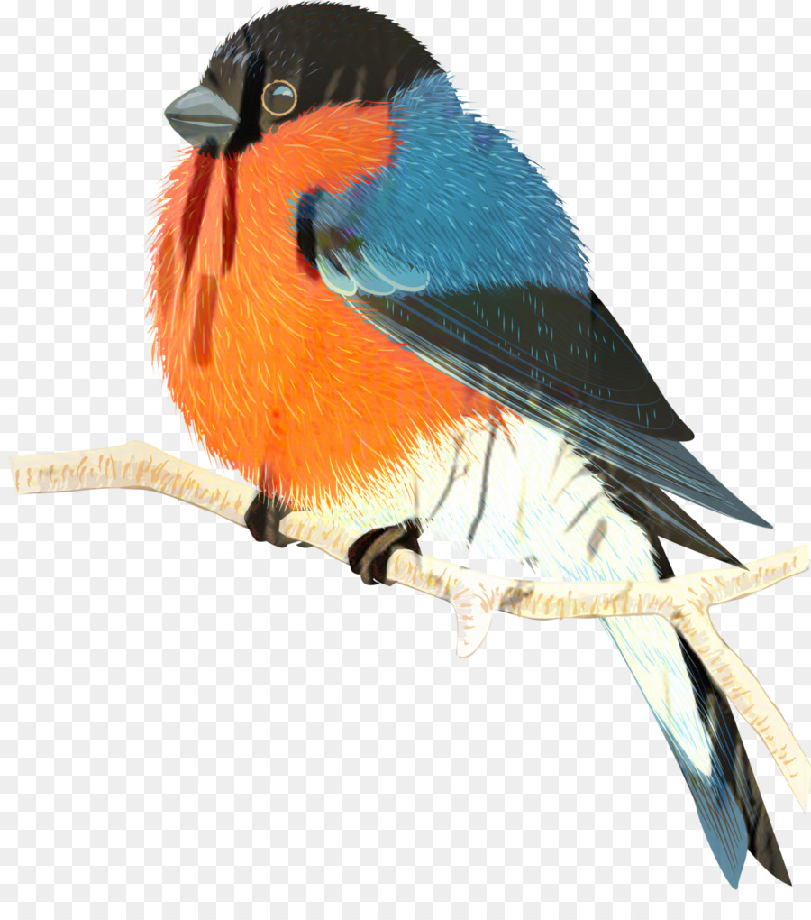 Птица，зябликов PNG