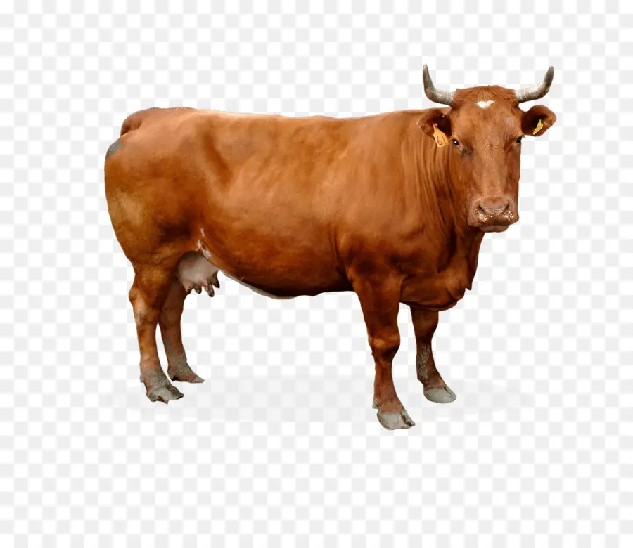 сахивале крупного рогатого скота，Крупный рогатый скот PNG