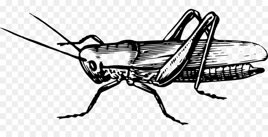 Саранча картинка для детей на прозрачном фоне