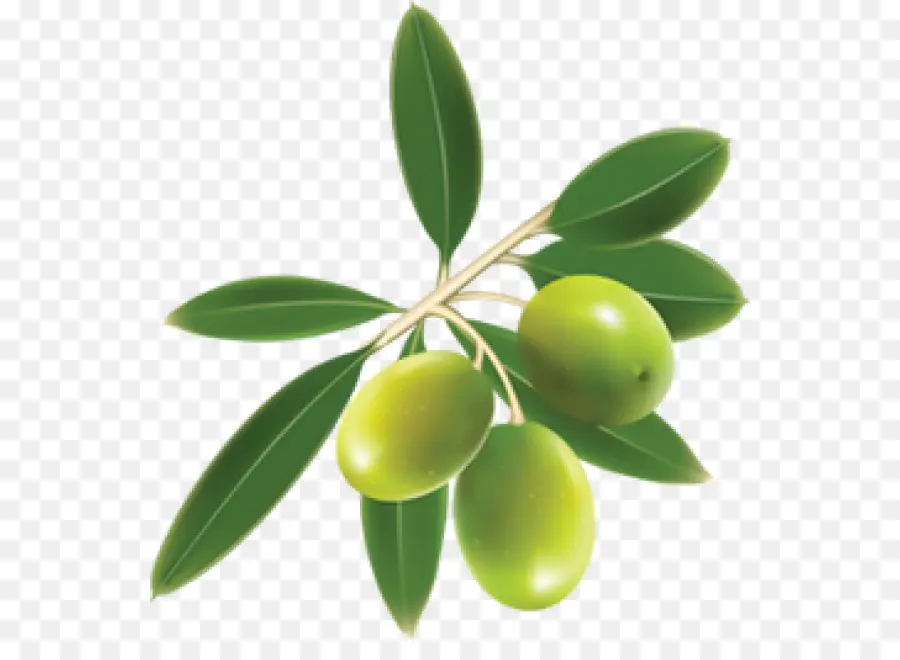 Оливковое，блюда средиземноморской кухни PNG