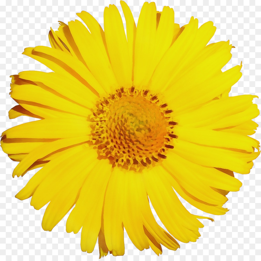 цветок，Общие Дейзи PNG