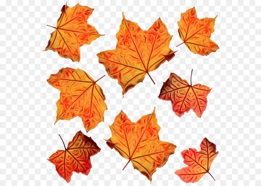 Осенняя окраска листьев，Осень PNG