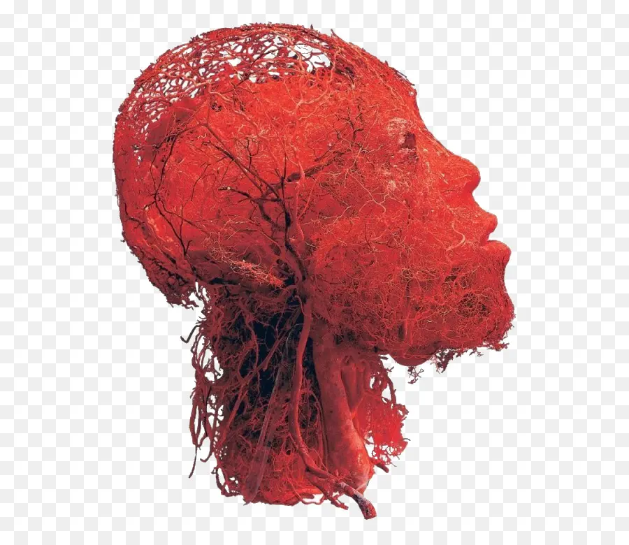 Кровеносных сосудов，мозг PNG