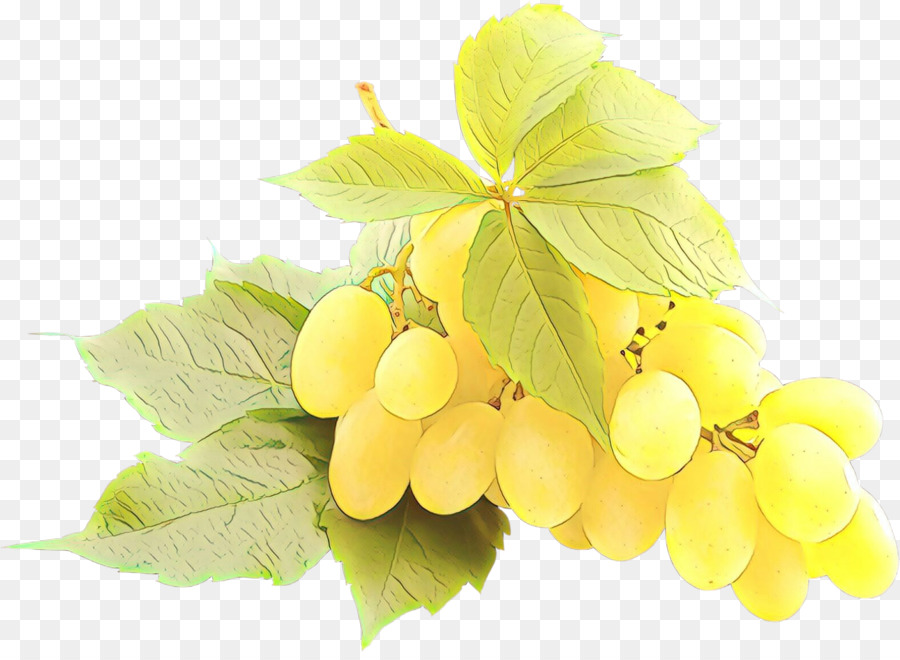 виноград，Бессемянные плоды PNG