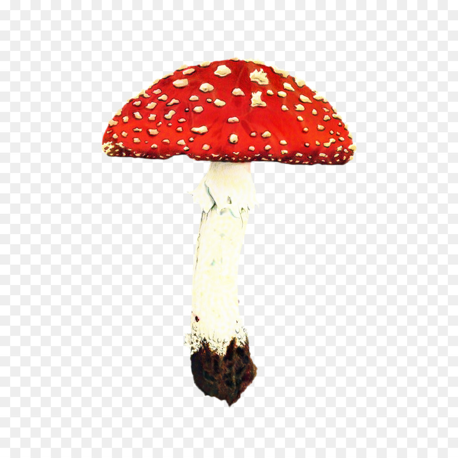Гриб，Agaric PNG